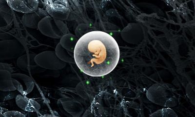 Guerre de Reproduction - Guerres de Spermatozoïdes