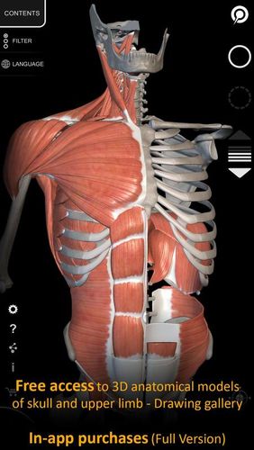 Muscles | Squelette - 3D atlas d'anatomie 