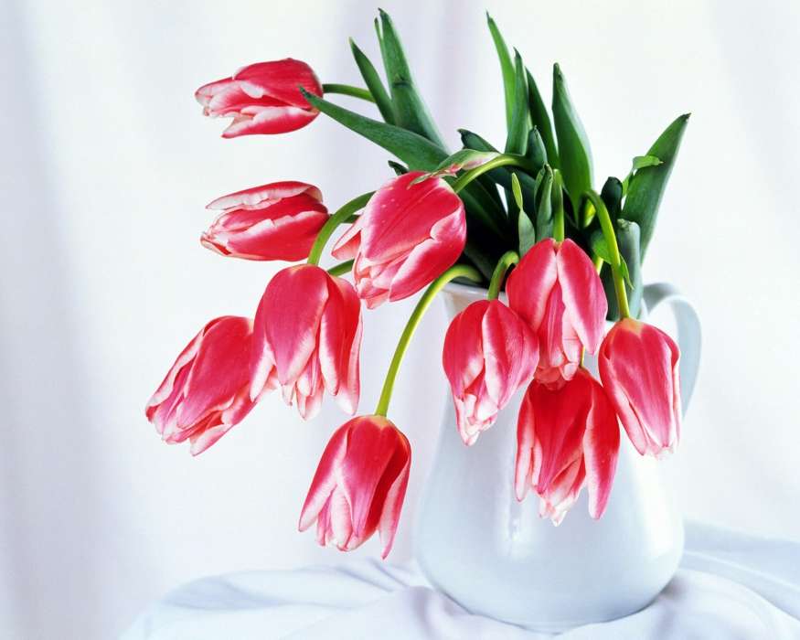 Plantes,Fleurs,Tulipes,Bouquets,8 mars, journée internationale de la femme