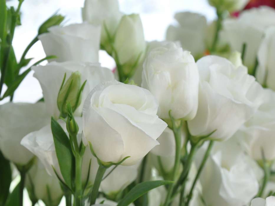 Fêtes,Plantes,Fleurs,Roses,Cartes postales,8 mars, journée internationale de la femme