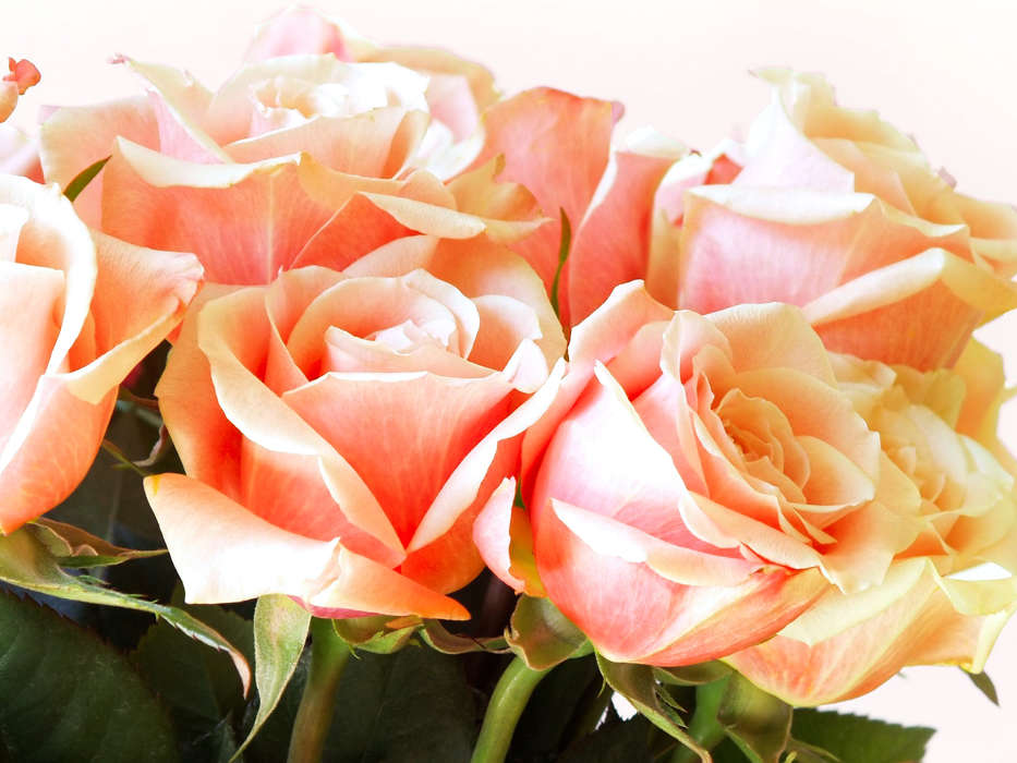 Plantes,Fleurs,Roses,Cartes postales,8 mars, journée internationale de la femme