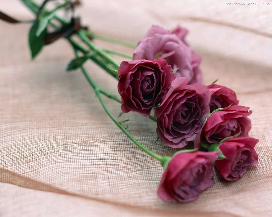 Fêtes,Plantes,Fleurs,Roses,Cartes postales,8 mars, journée internationale de la femme