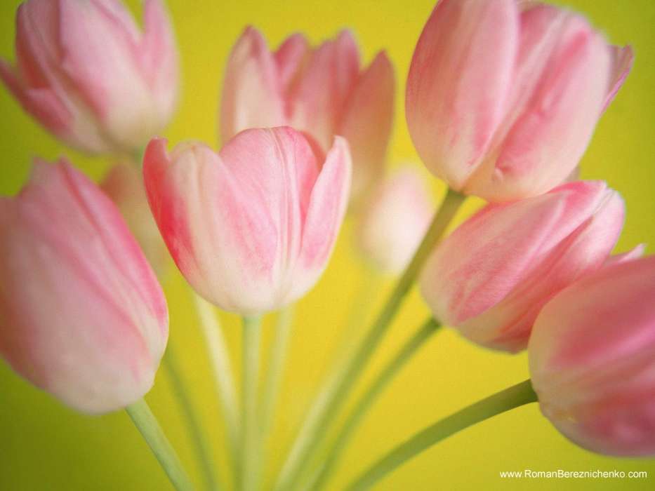 Fêtes,Plantes,Tulipes,Cartes postales,8 mars, journée internationale de la femme