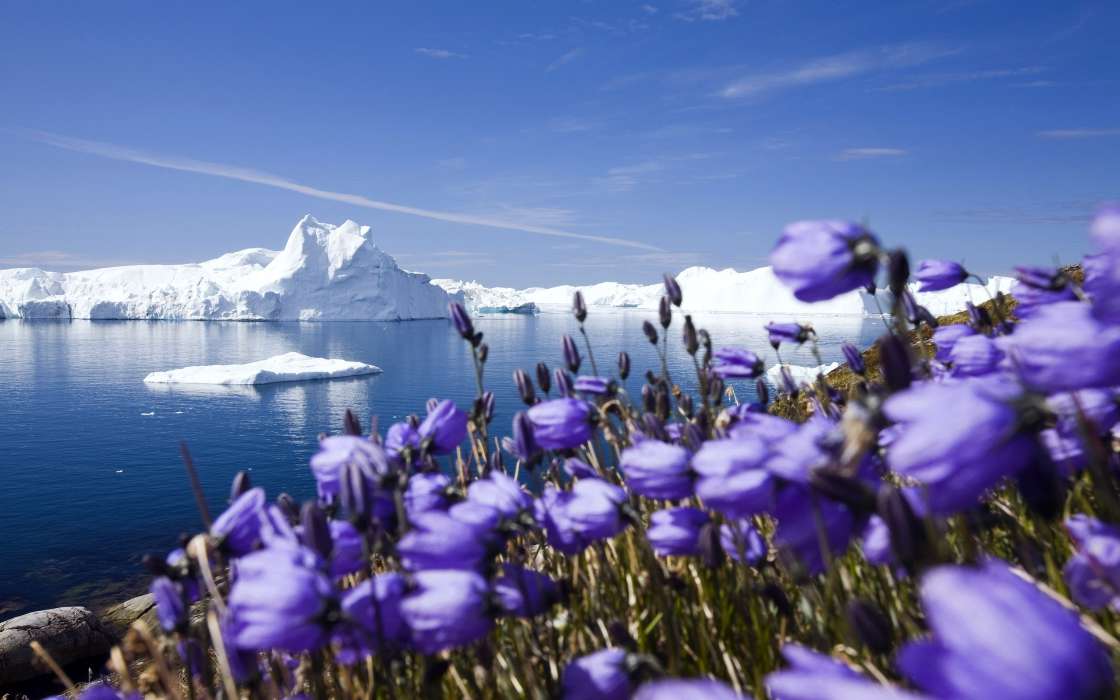 Icebergs,Paysage