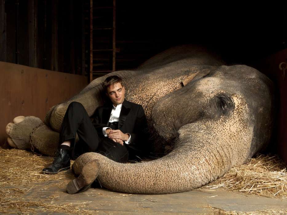 Elephants,Robert Pattinson,Cinéma,Animaux,Personnes,Acteurs,Hommes