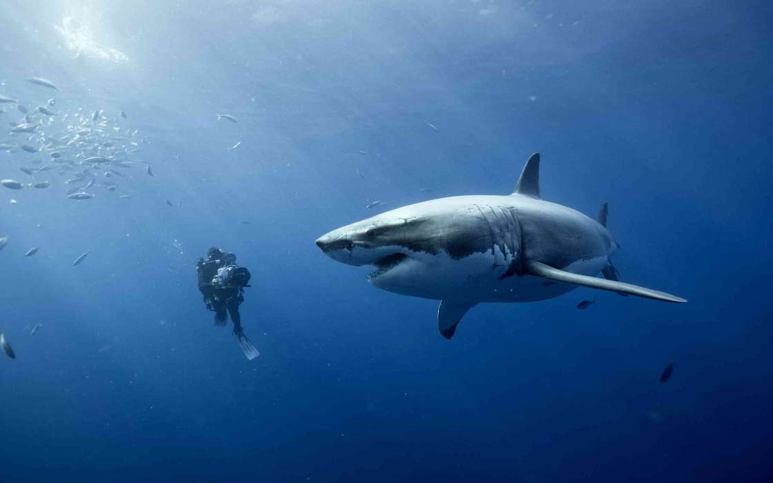 Sharks,Animaux