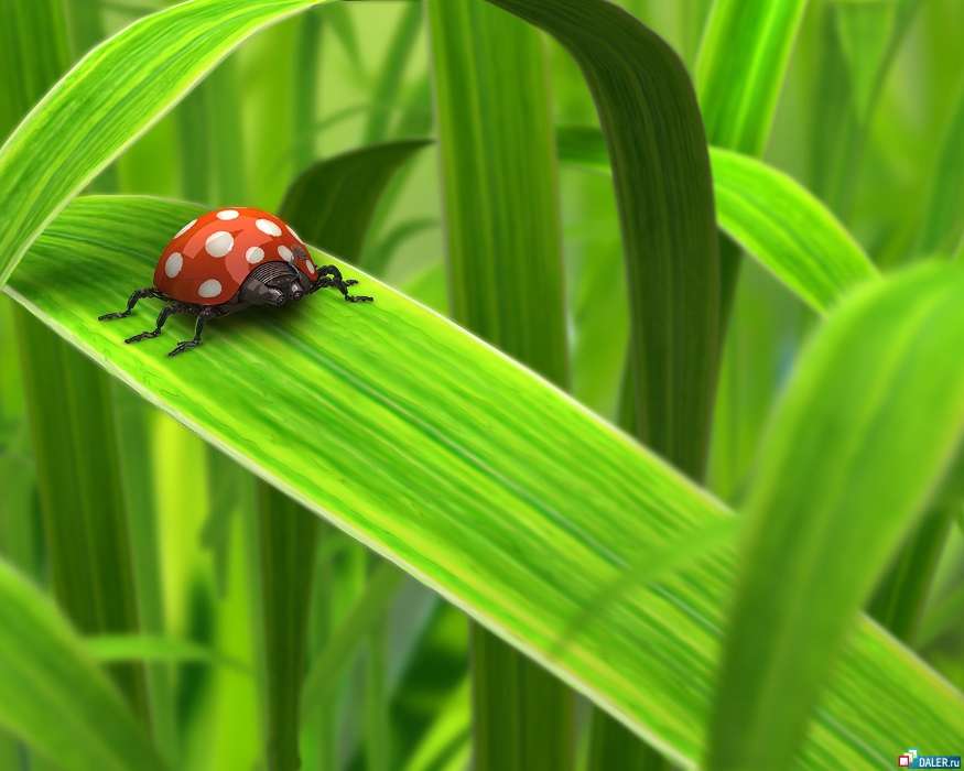 Herbe,Insectes,Art,Coccinelles