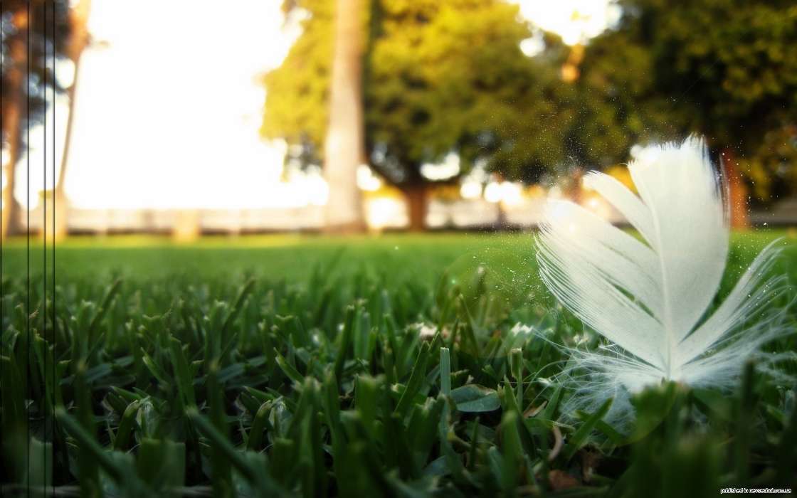 Photo artistique,Plumes,Paysage,Herbe