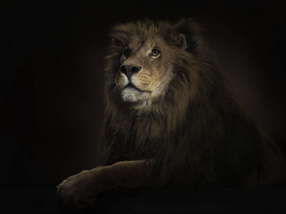 Animaux,Photo artistique,Lions