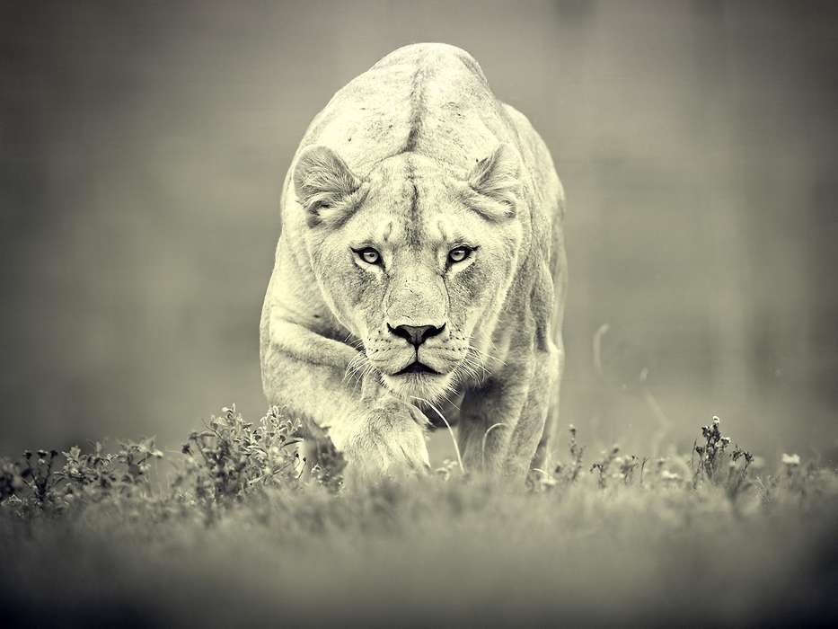 Animaux,Photo artistique,Lions