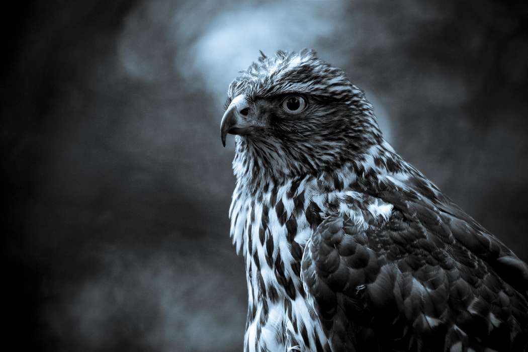 Animaux,Oiseaux,Photo artistique,Falcons