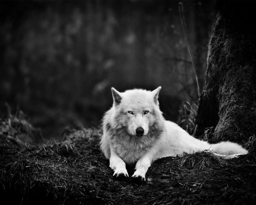 Animaux,Loups,Photo artistique