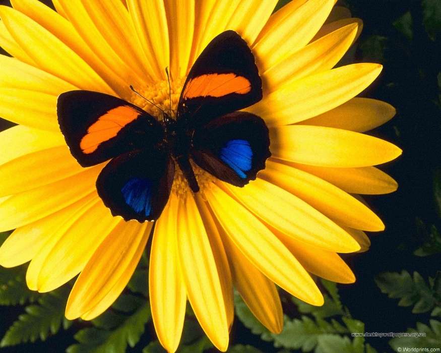 Papillons,Fleurs,Insectes