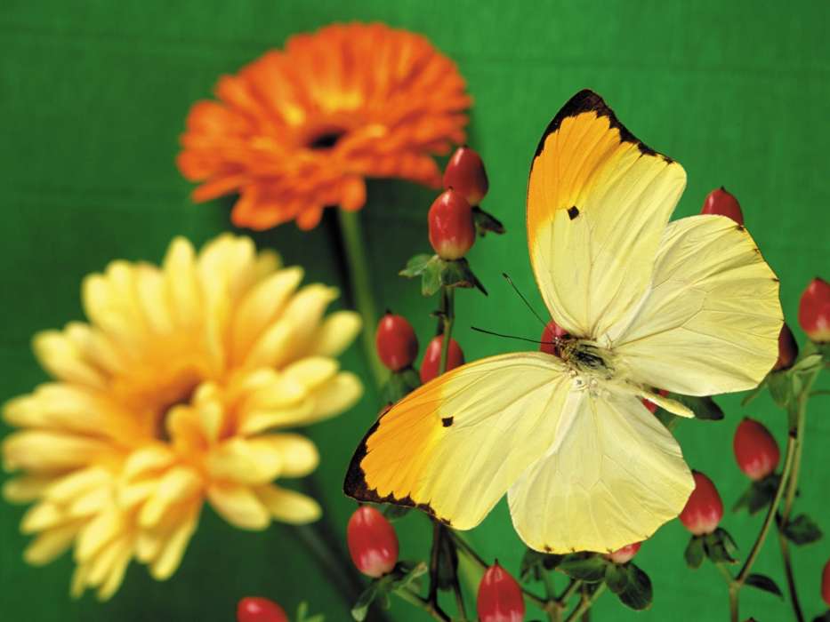 Papillons,Fleurs,Plantes