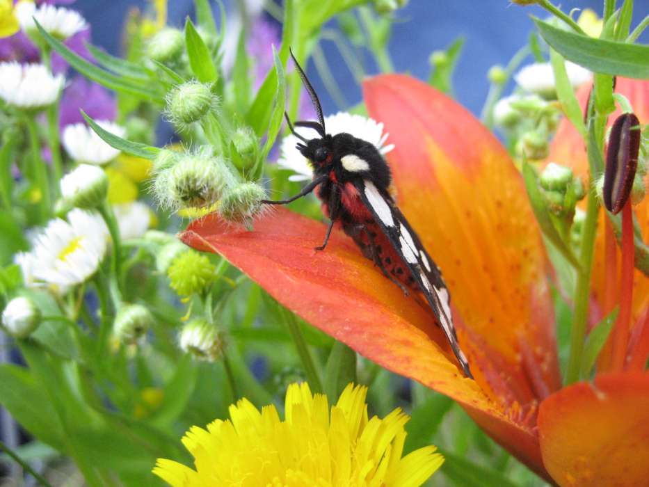 Papillons,Insectes
