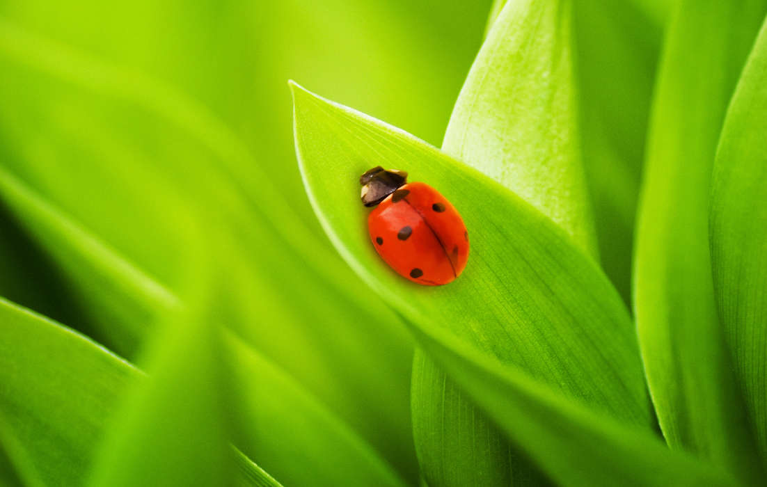 Herbe,Insectes,Coccinelles