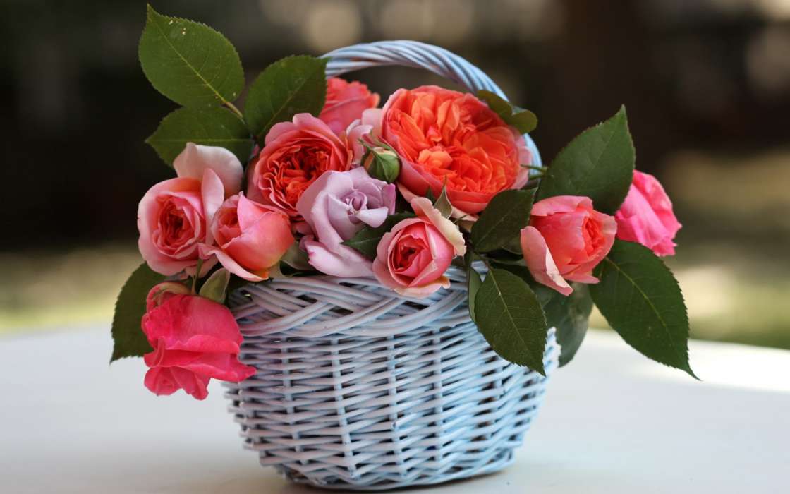 Bouquets,Fleurs,Plantes,Roses