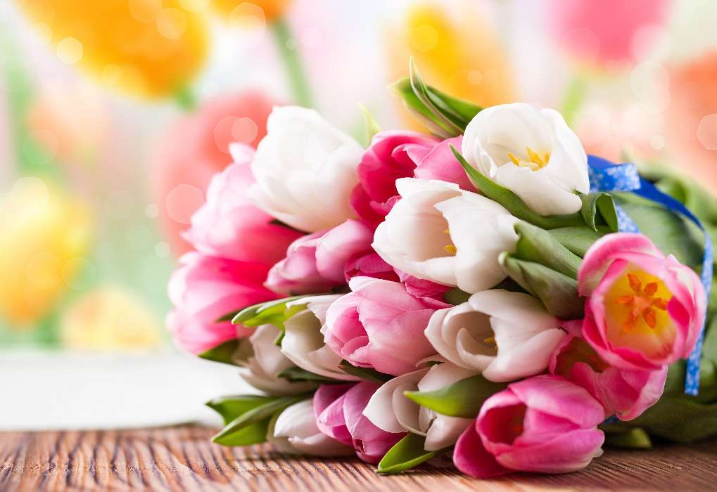Plantes,Fleurs,Tulipes,Bouquets