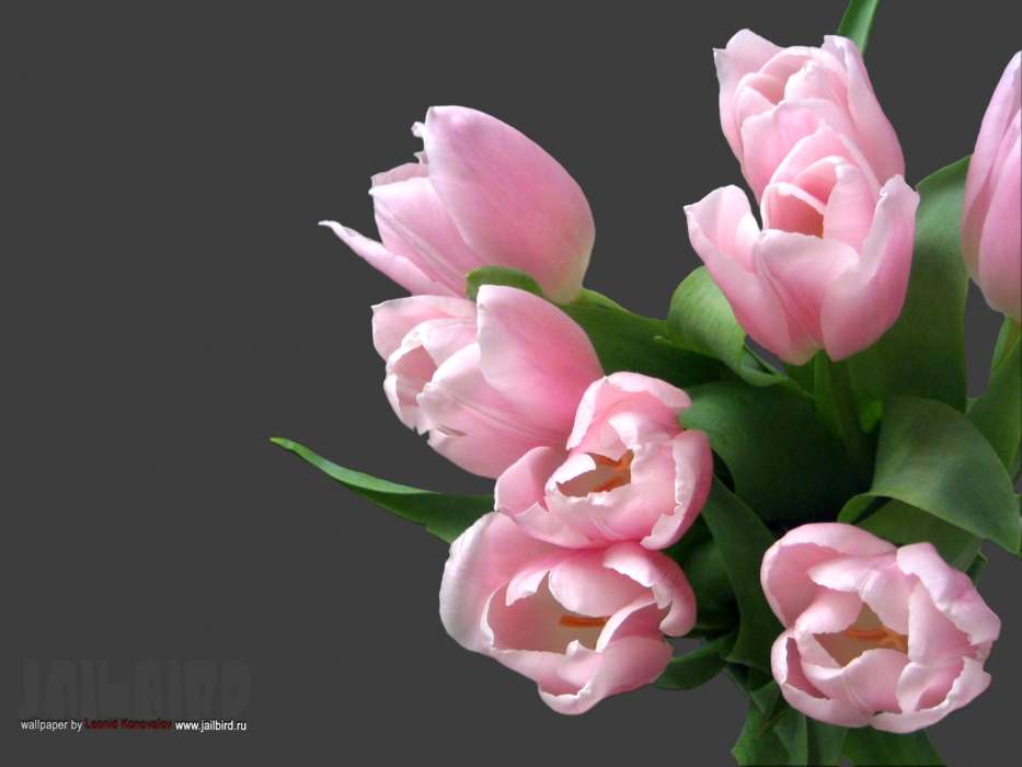 Bouquets,Plantes,Fleurs,Tulipes