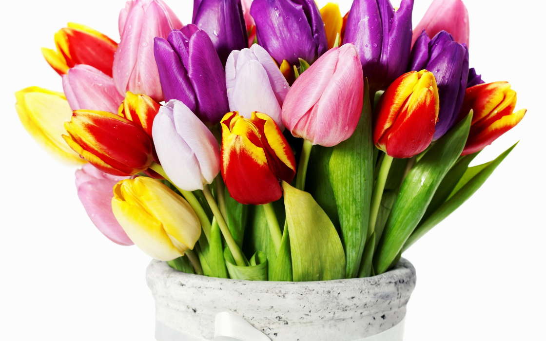 Bouquets,Fleurs,Plantes,Tulipes