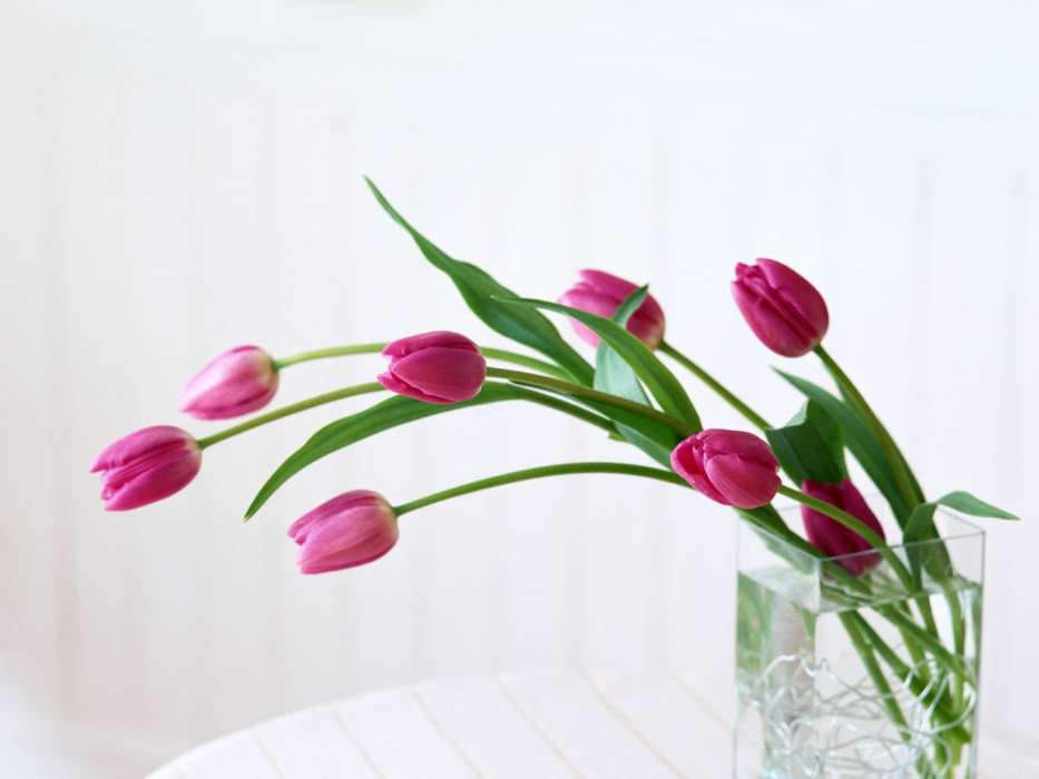 Plantes,Tulipes,Bouquets