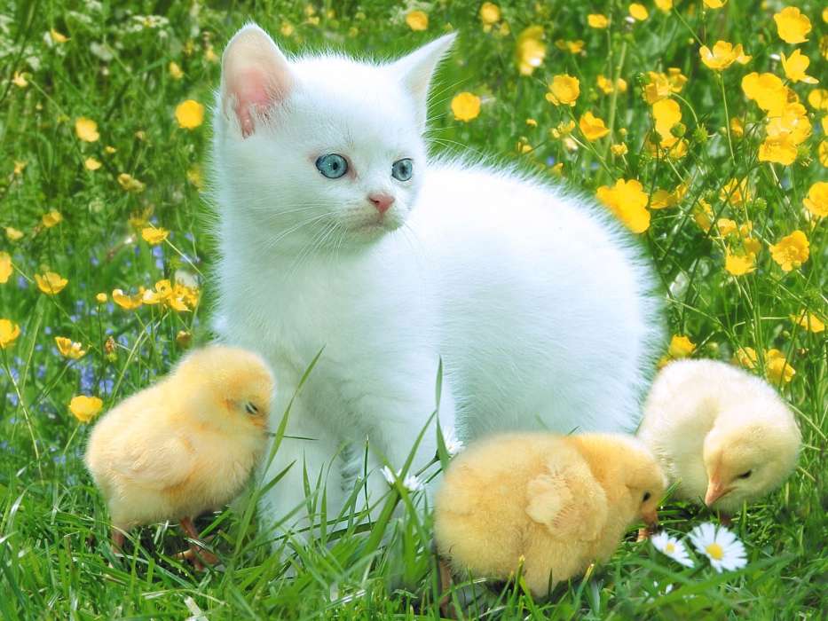 Animaux,Chats,Oiseaux,Herbe,Poussins