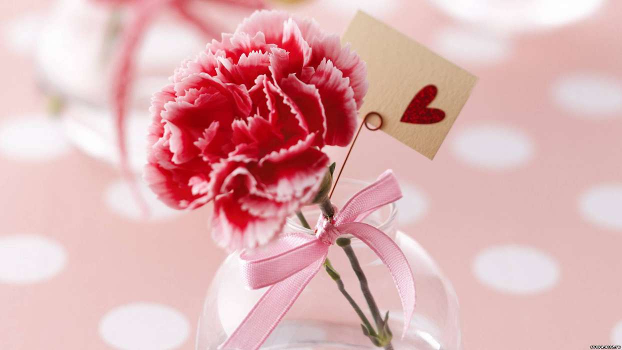 Fêtes,Plantes,Fleurs,Cœurs,Amour,Saint Valentin,Oeillets