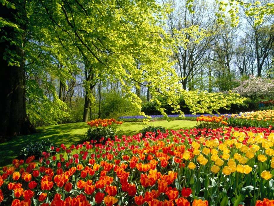 Plantes,Paysage,Fleurs,Arbres,Tulipes