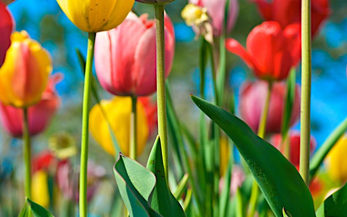 Plantes,Fleurs,Contexte,Tulipes