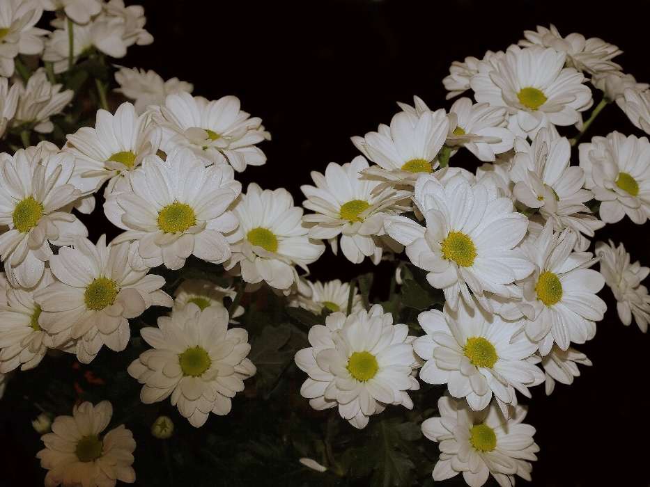 Plantes,Fleurs,Chrysanthème