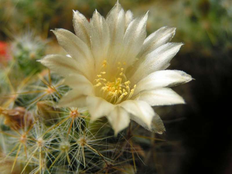 Fleurs,Cactus,Plantes