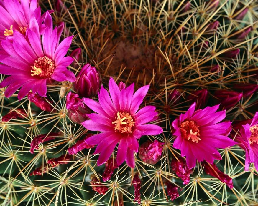 Plantes,Cactus,Fleurs