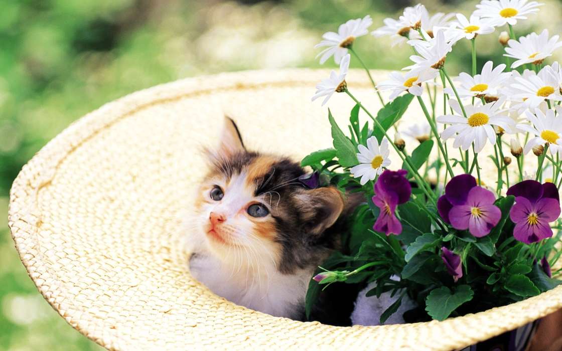 Animaux,Chats,Fleurs