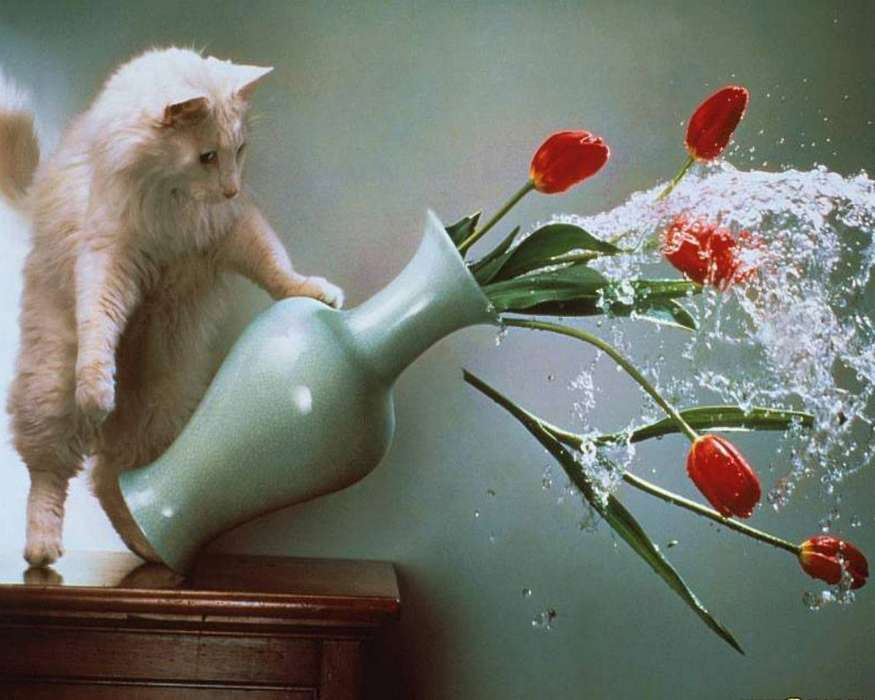 Animaux,Chats,Fleurs,Tulipes