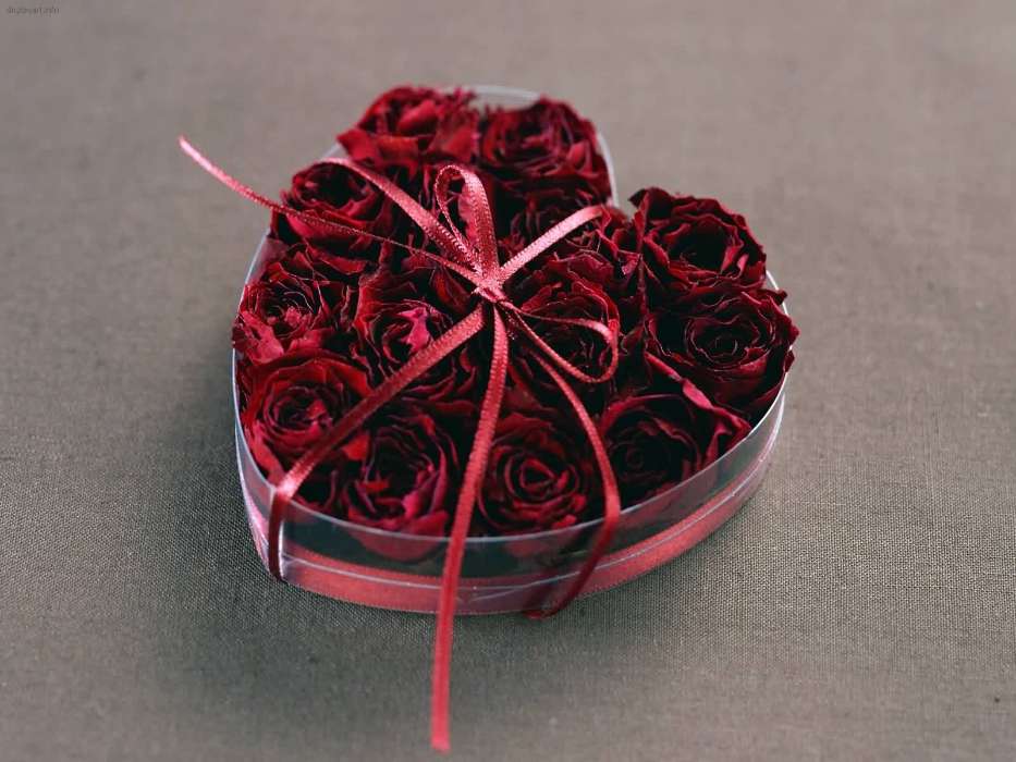Roses,Cœurs,Amour,Saint Valentin,Fêtes,Plantes,Fleurs