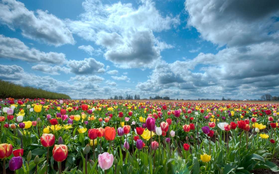 Plantes,Paysage,Fleurs,Les champs,Sky,Tulipes,Nuages