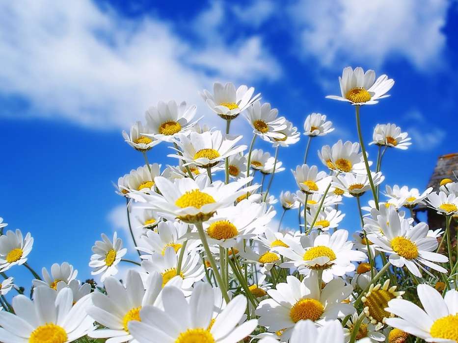 Fleurs,Sky,Camomille,Plantes