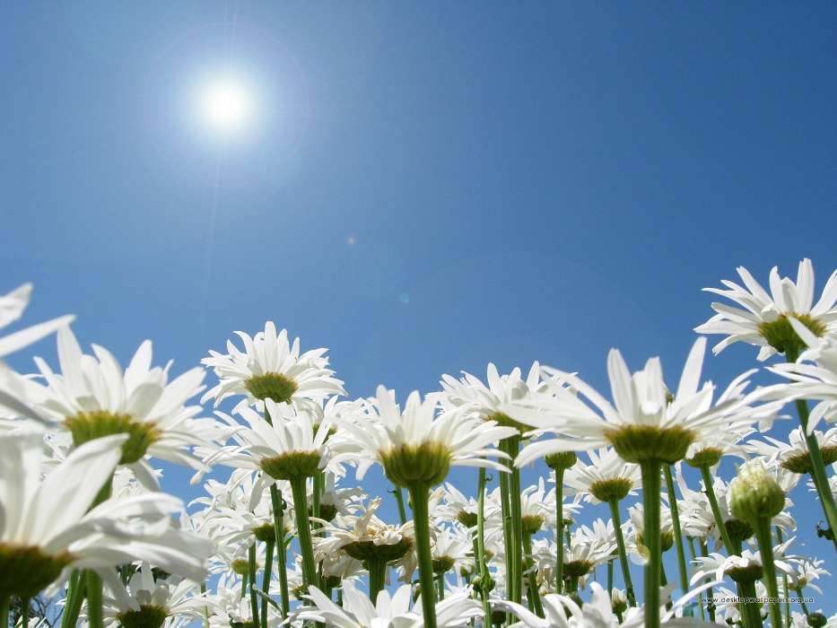Plantes,Fleurs,Sky,Sun,Camomille