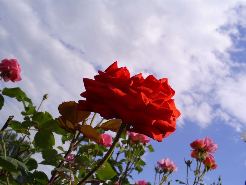 Plantes,Fleurs,Sky,Roses