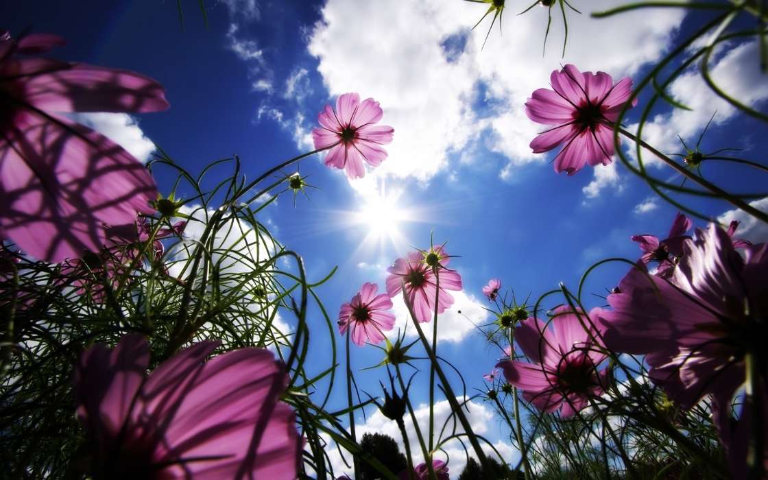 Plantes,Fleurs,Sky,Sun