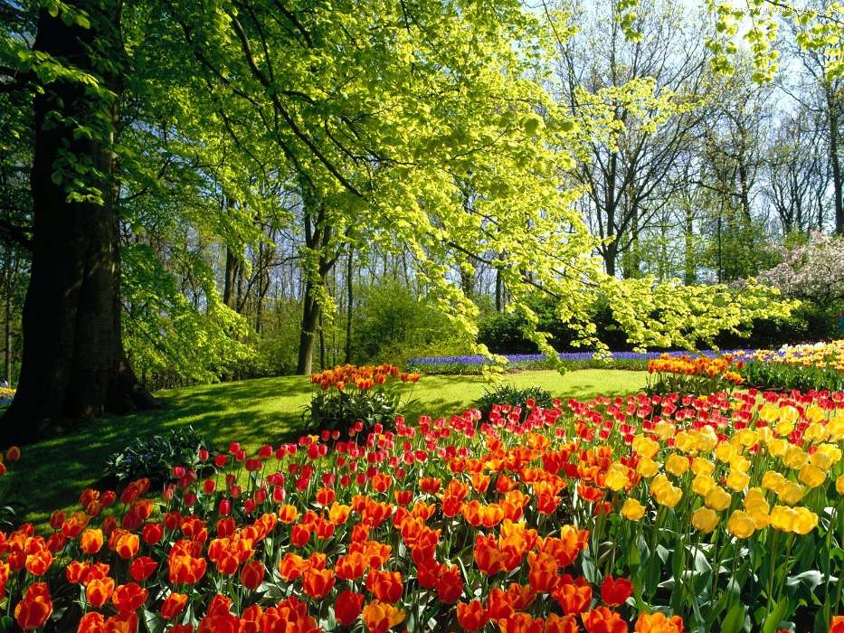 Plantes,Paysage,Fleurs,Tulipes