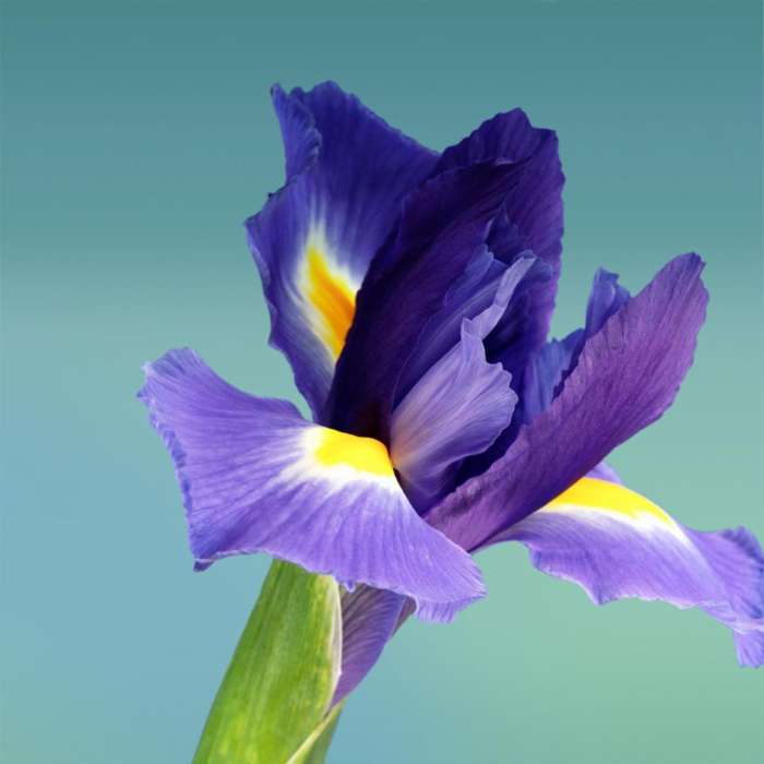 Plantes,Fleurs,Iris