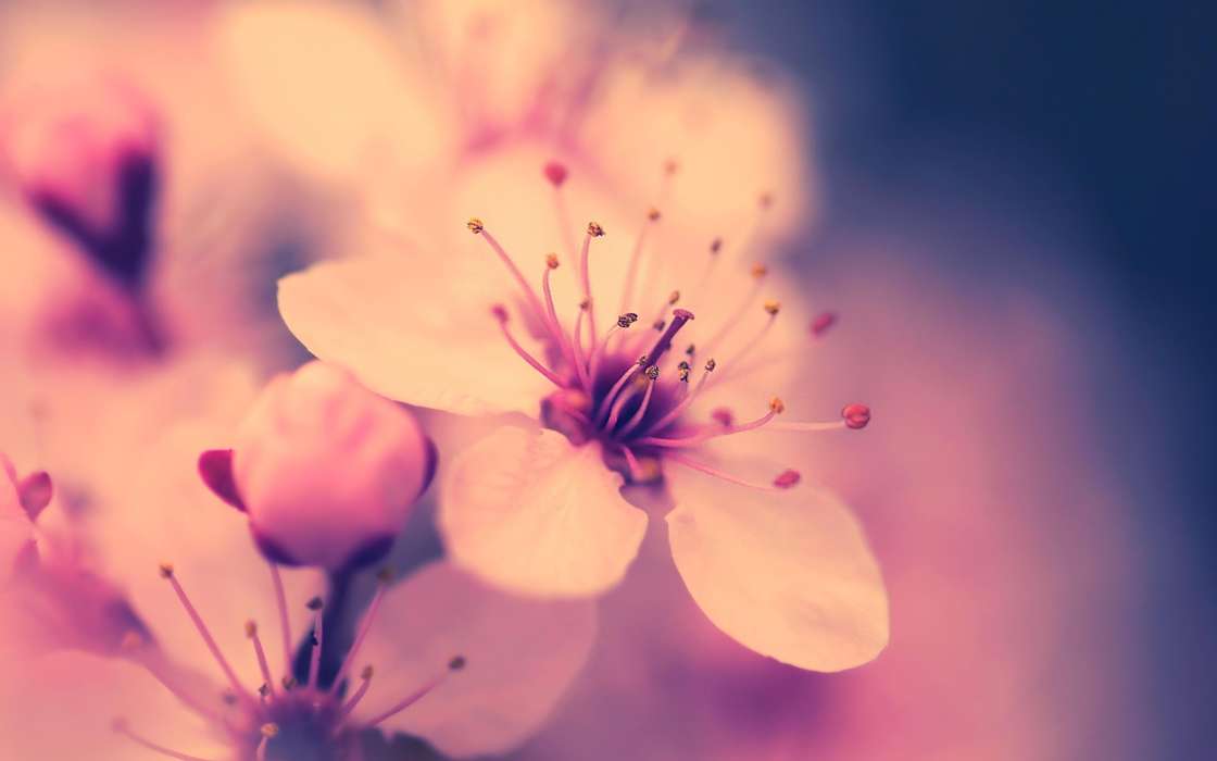 Plantes,Fleurs,Sakura