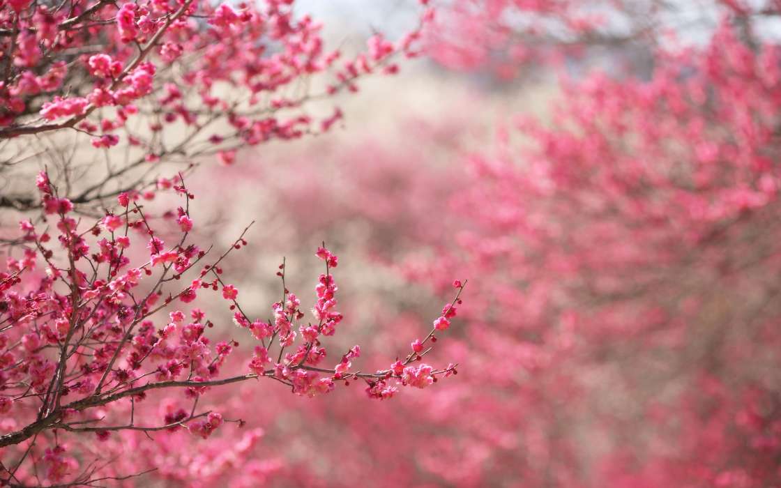 Fleurs,Plantes,Sakura