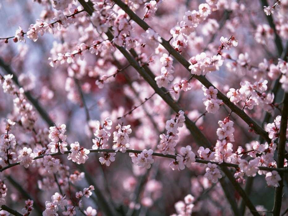 Plantes,Fleurs,Cerise,Sakura