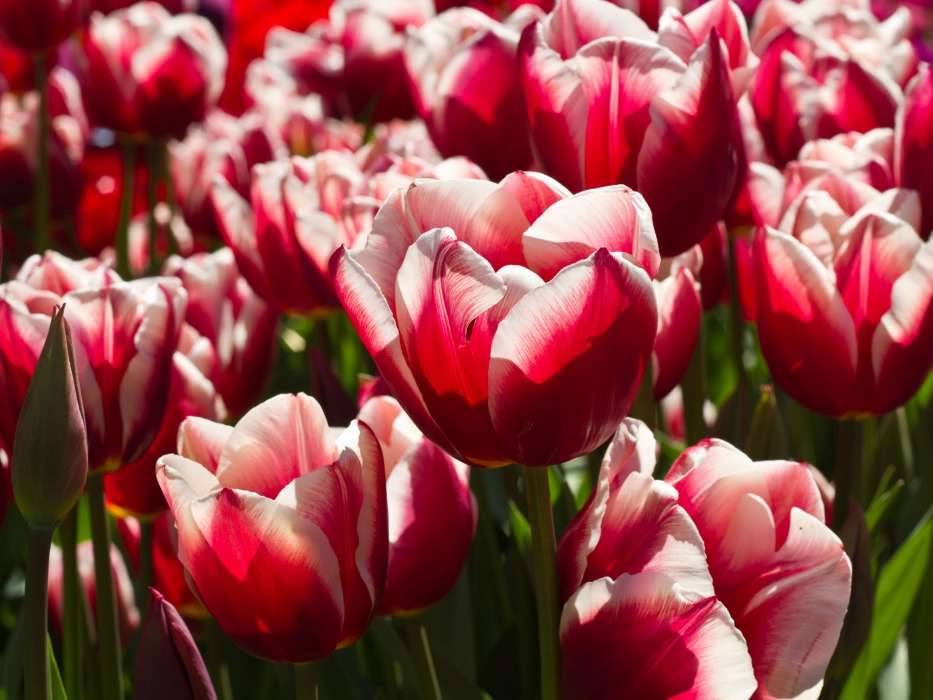 Tulipes,Plantes,Fleurs