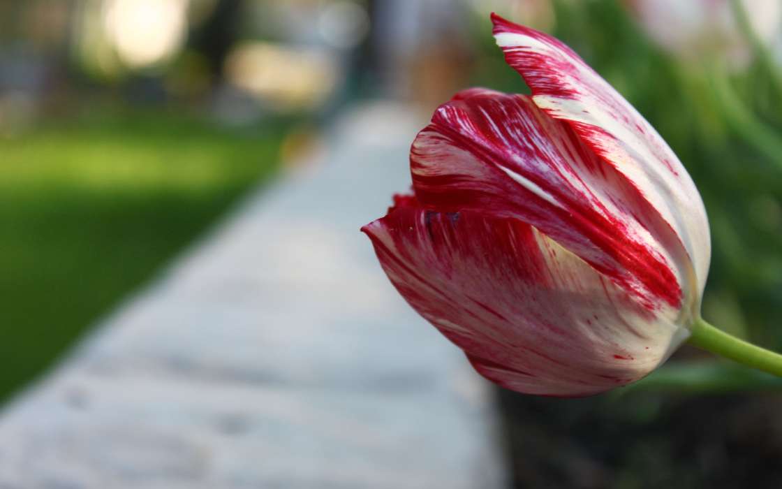 Tulipes,Plantes,Fleurs