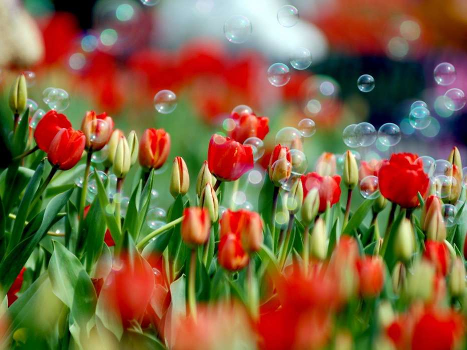 Fleurs,Plantes,Tulipes