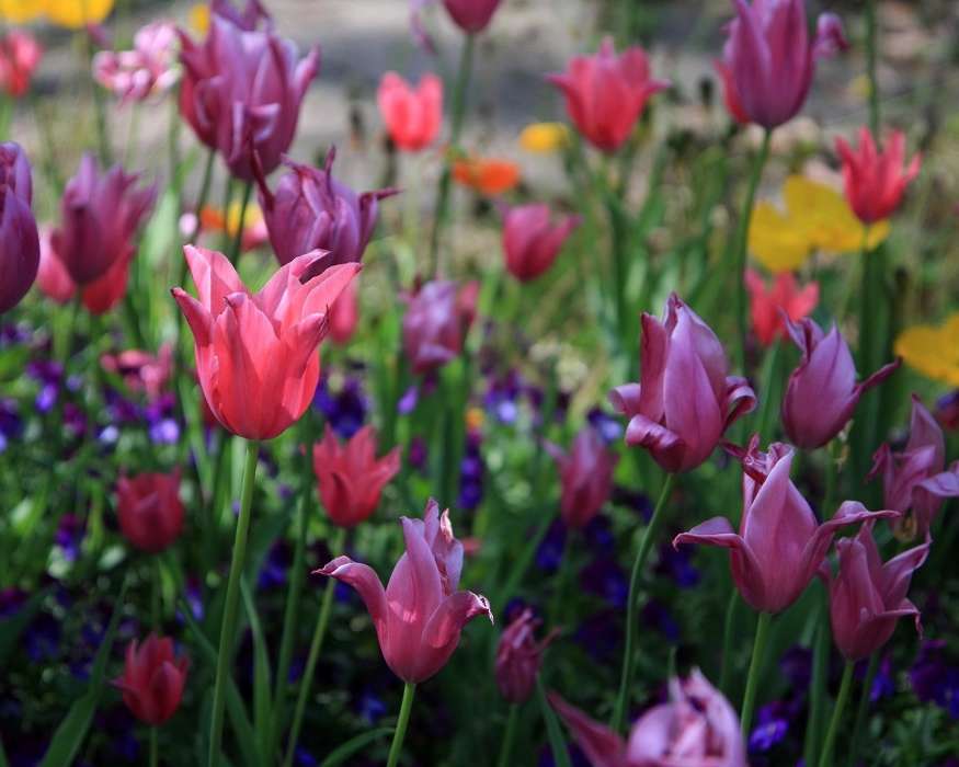 Plantes,Fleurs,Tulipes
