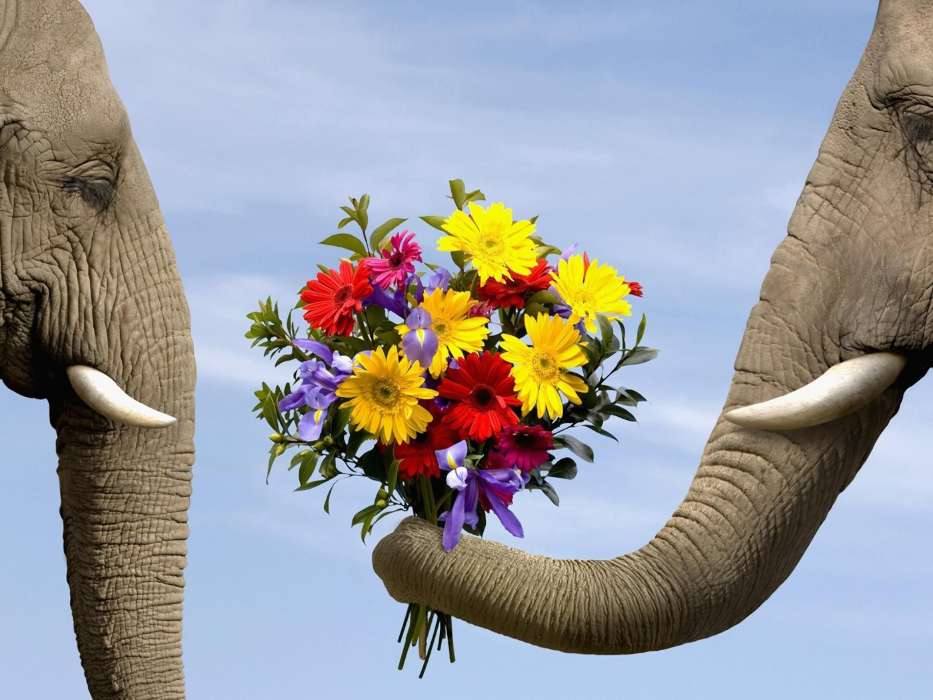 Fleurs,Elephants,Animaux